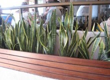 Kwikfynd Indoor Planting
tallangattasouth